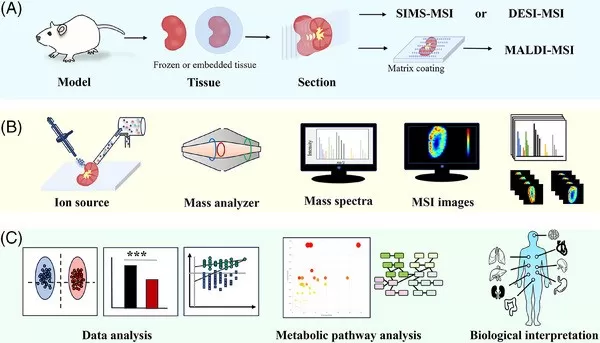 Typical workflow for spatial metabolomics.